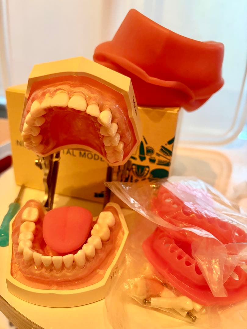 NISSIN 歯科模型セット