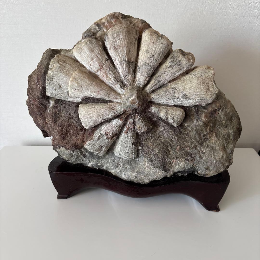 菊花石 天然石 飾石 模様石 縦約25横30cm 重量約10.8kg 台座付き