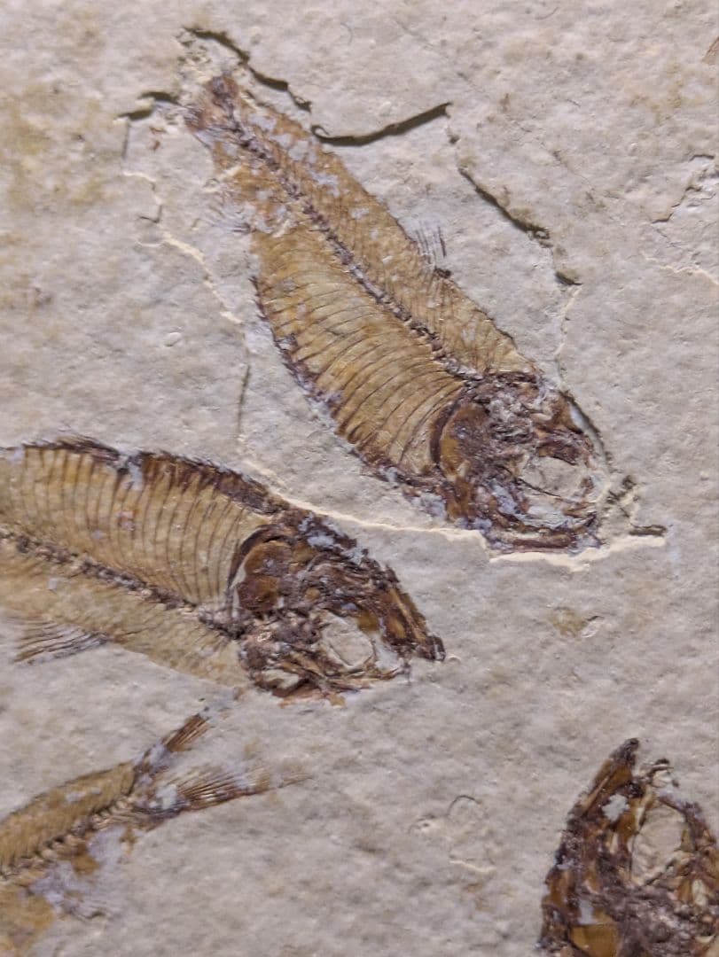 魚　化石　標本　群生標本　博物館