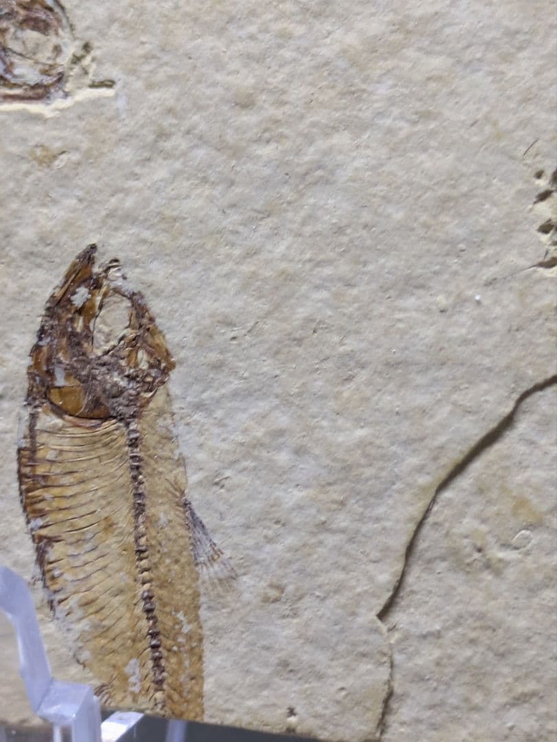 魚　化石　標本　群生標本　博物館