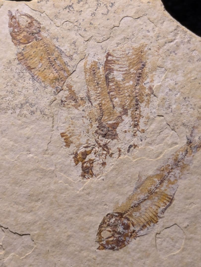 魚　化石　標本　群生標本　博物館