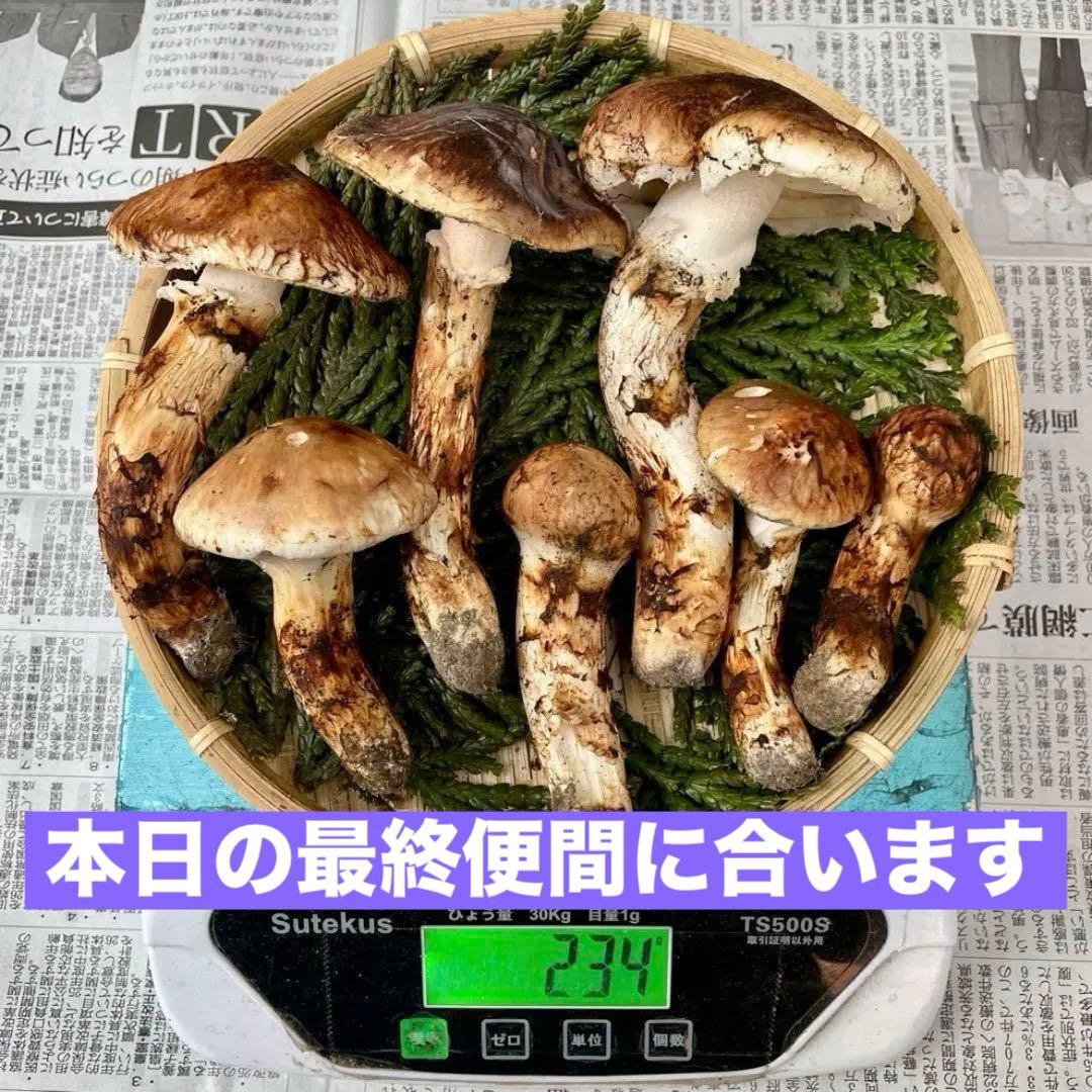 天然きのこ 松茸 国産 良品‼️ マツタケ まつたけ 大自然の凛さん採取その184