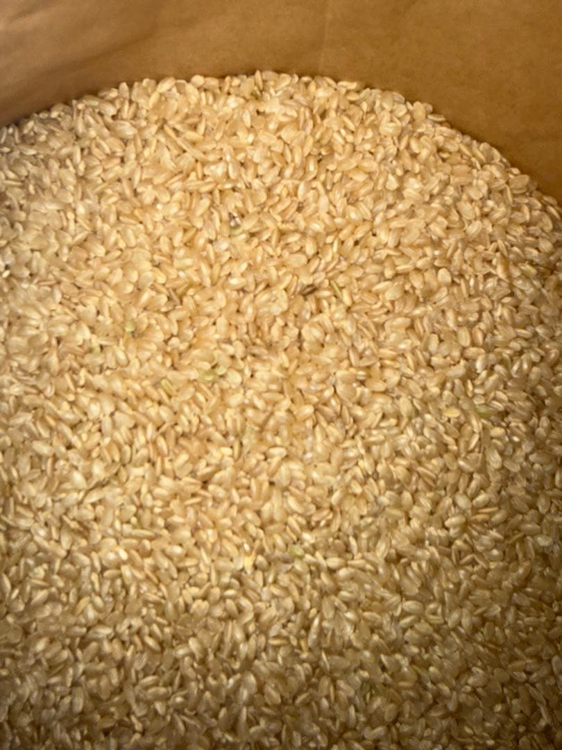 栃木県産農家直売いのちの壱玄米10kg