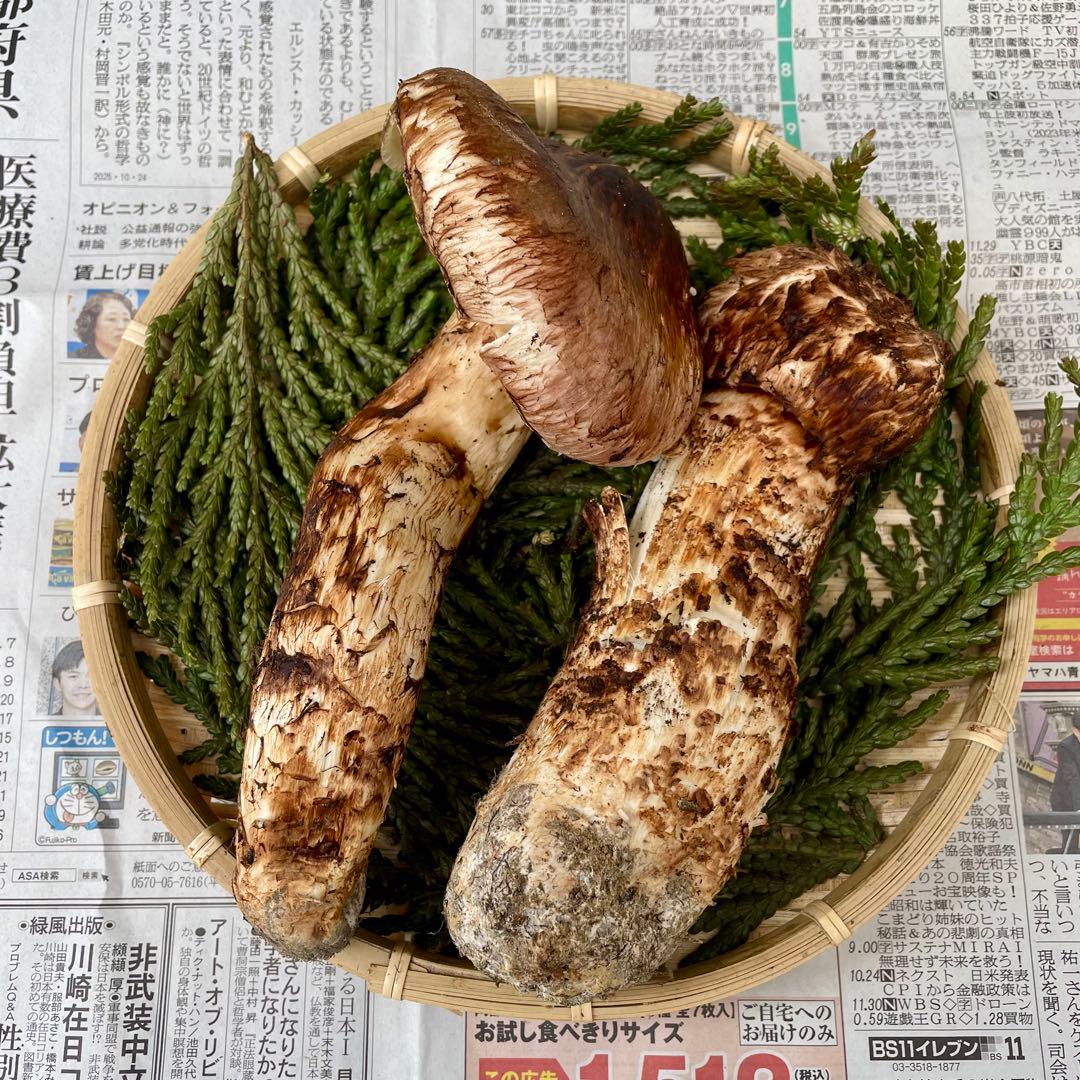 天然きのこ 松茸 国産 マツタケ まつたけ 山形県産 森の凛さん採取 その192