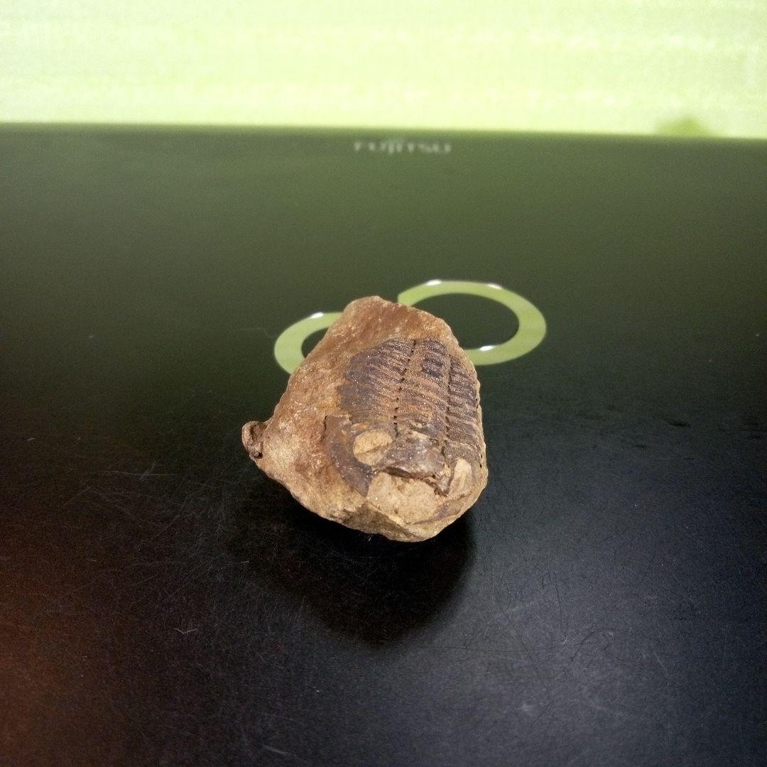 三葉虫　化石　ボリビア産　南アメリカ　trilobite　南米産fossil⑦