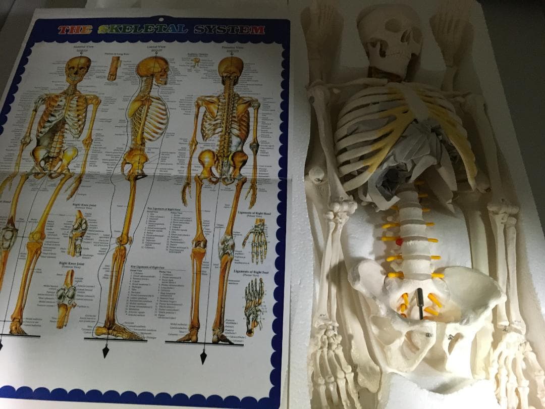 1/2サイズの全身骨格模型 約85cm 骨格モデル 動かせる大関節 人体模型