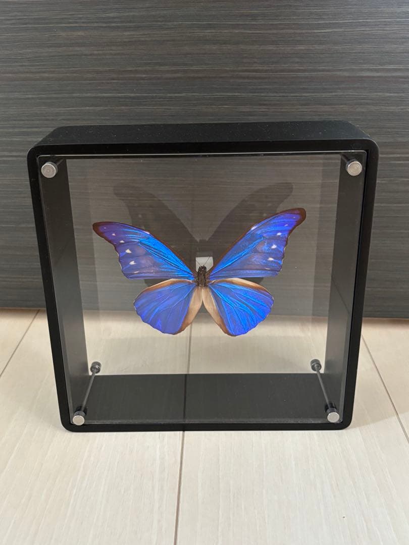 ⚠️トラウター商品⚠️ 昆虫標本　モルフォチョウ