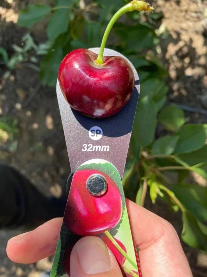 チリ産 空輸　ダークチェリー 約2.5kg 　大粒3Jサイズ