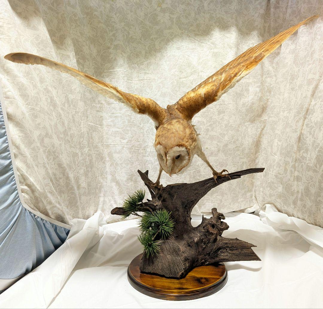 メンフクロウ 剥製