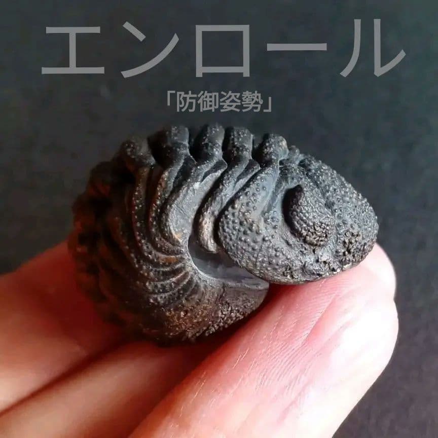 化石　標本　三葉虫　モロコプス　torkozensis