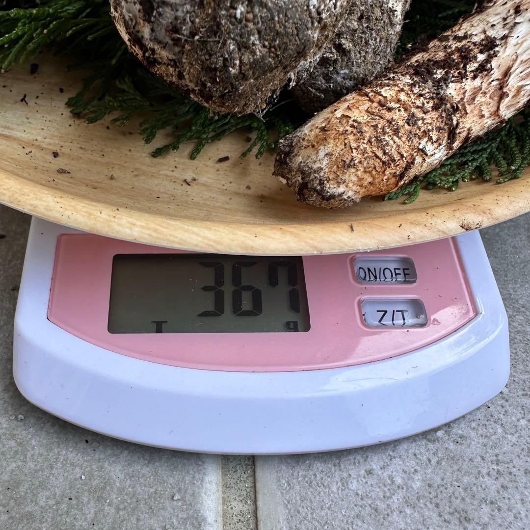 信州産松茸３６７g