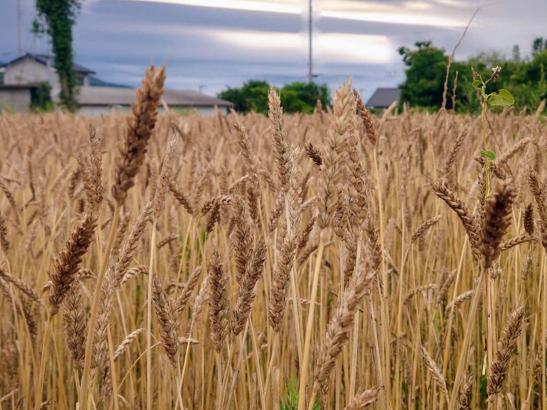 自然栽培 小麦粉 (全粒粉) 1kg×12袋2024年 ゆきちから(真空パック)