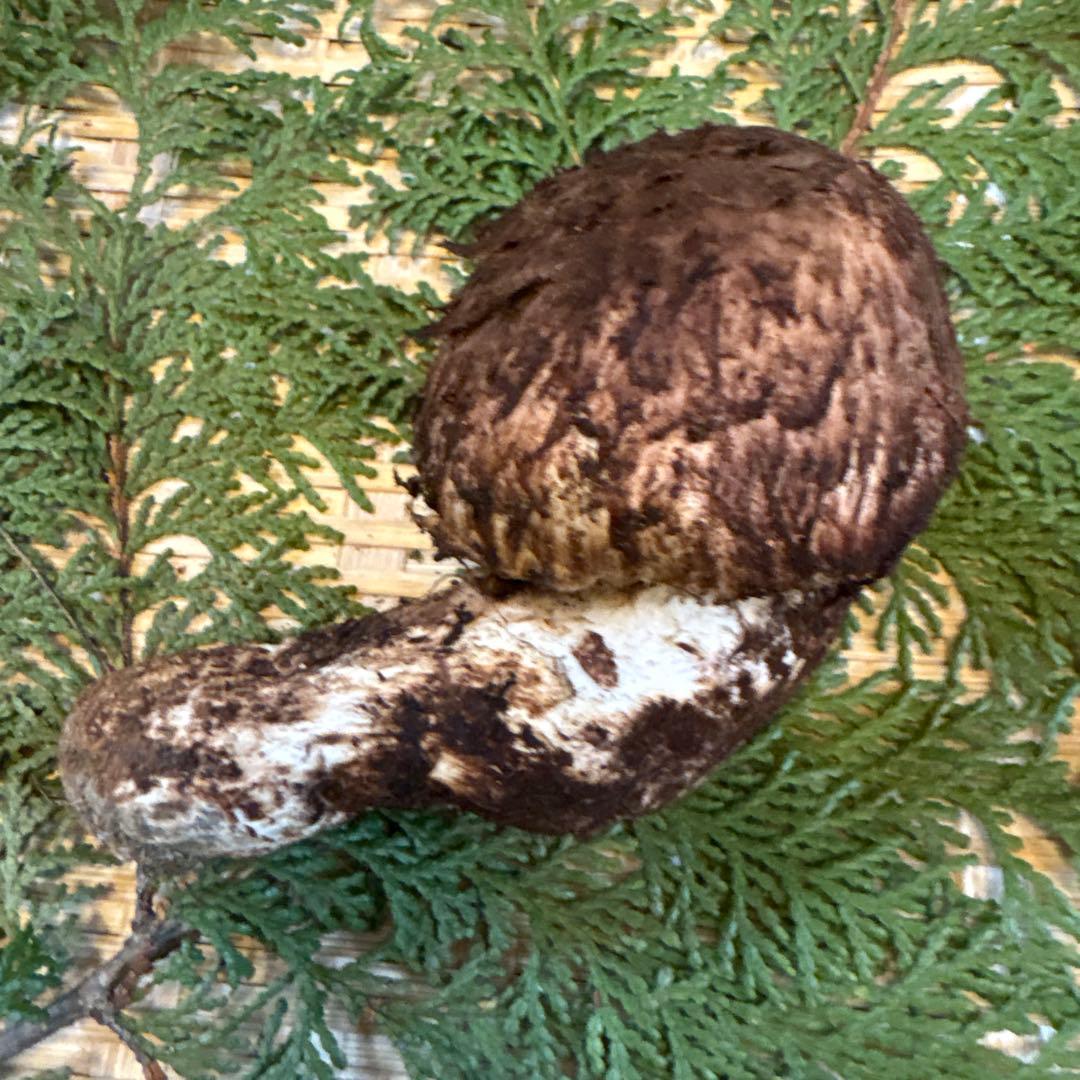 長野県南信州産‼️松茸 大1本125g 10/31朝採れ