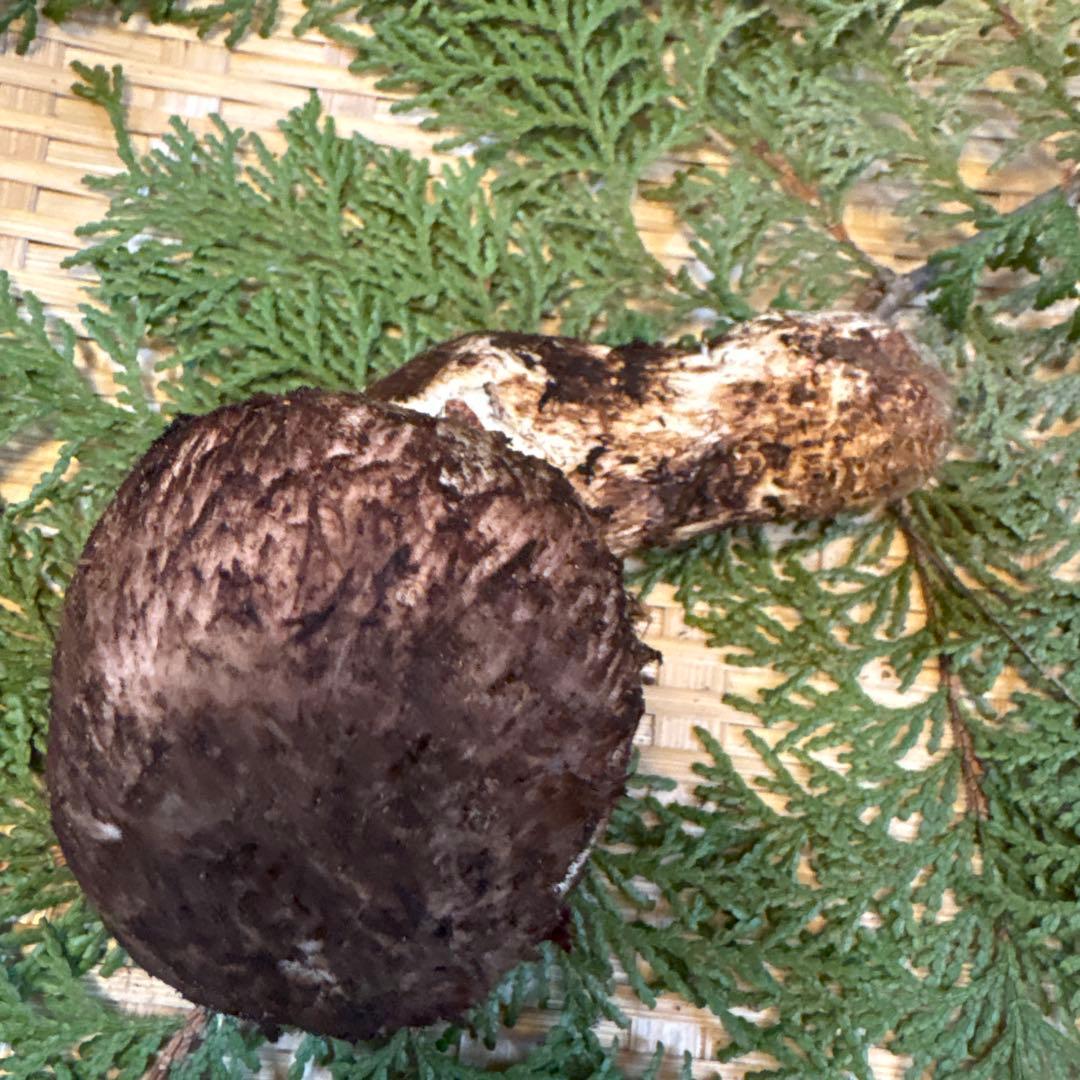 長野県南信州産‼️松茸 大1本125g 10/31朝採れ