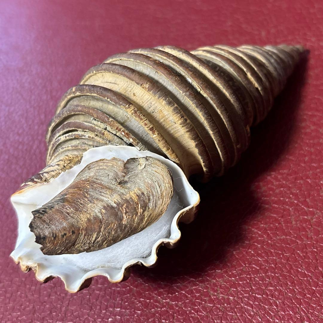 (特大) 蓋付きワダチバイ オホーツク海産　貝殻