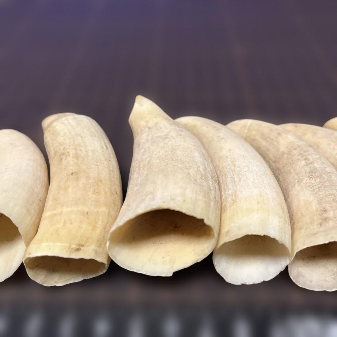 鯨歯　マッコウクジラ