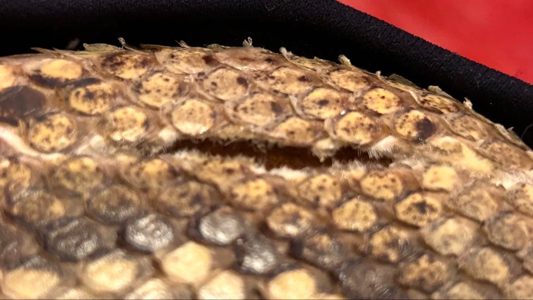 パールさん専用！【ジャンク】奄美 蛇皮三味線本体 3弦 角型おまけ付き