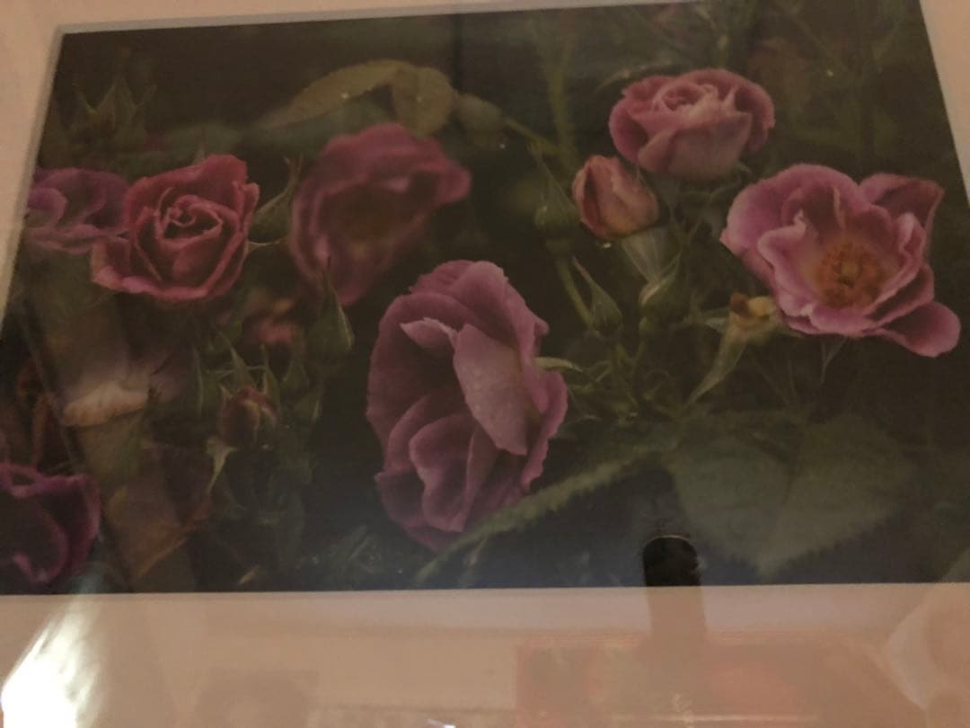 写真家　宮下利光のフラワーアートフォト