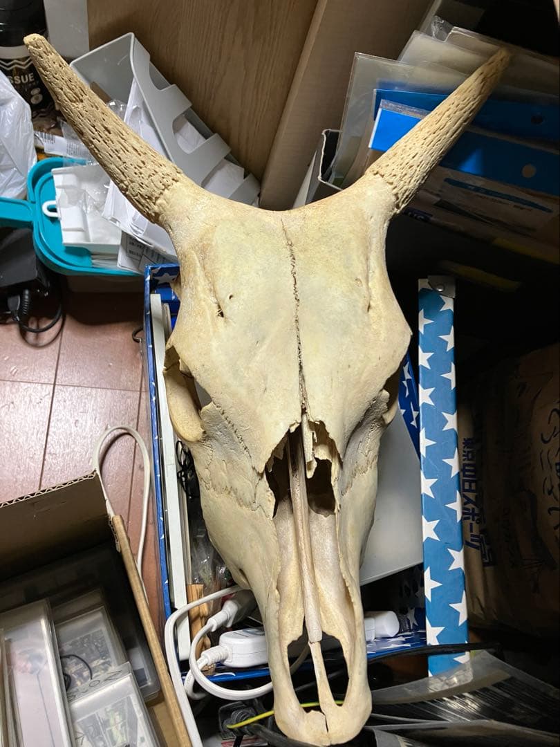 頭骨　頭蓋骨　ウシ　牛　種名 Bos taurus ※条約などには抵触しない種類