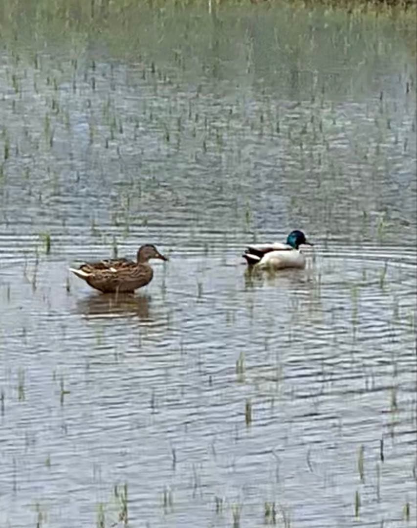 高食味❗️令和7年度 我が家低農薬栽培 高知コシヒカリ玄米20kg(10kgx2)