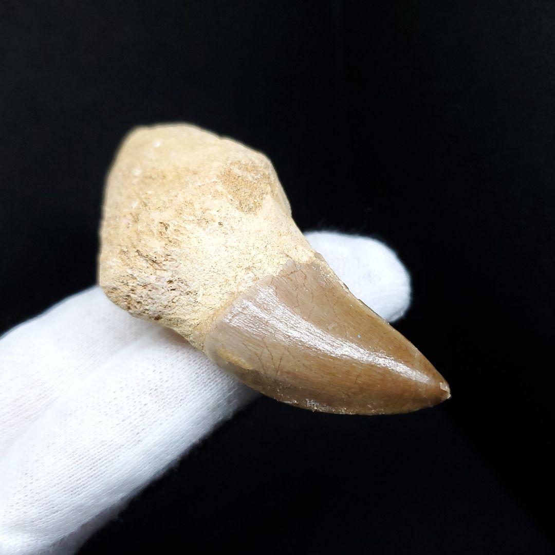 歯根付き モササウルス 化石 歯 本物 モロッコ産 68.94mm mos88