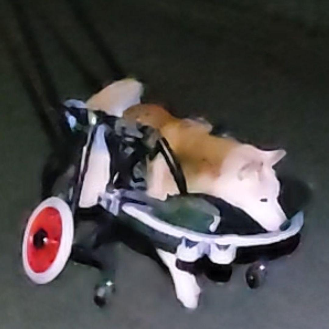 犬用車椅子(柴犬のオーダーメイド)わんうぉーく製品