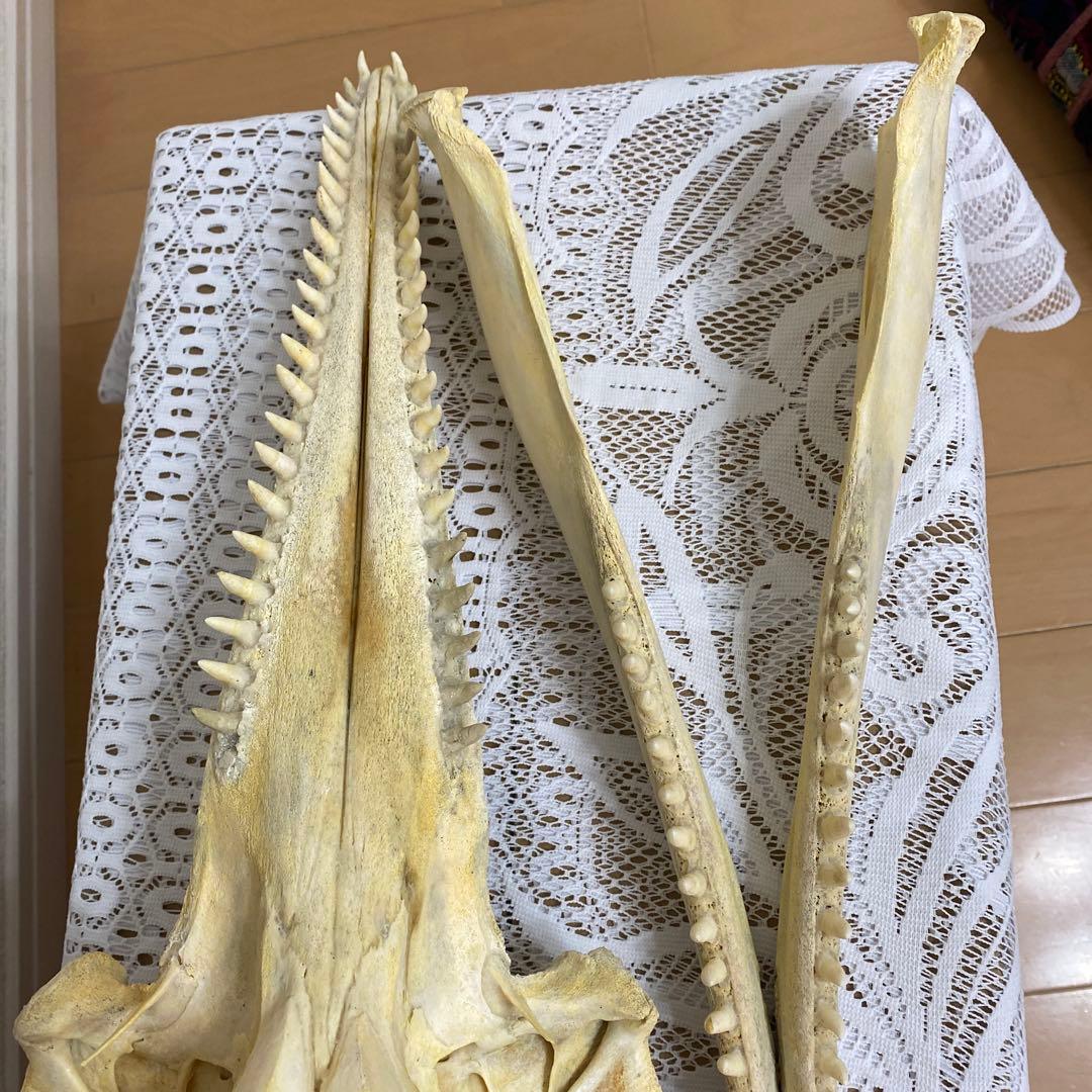 超希少種　シワハイルカ　頭骨　標本　海棲生物　いるか　イルカ