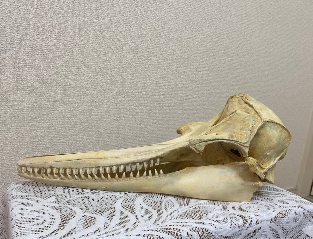 超希少種　シワハイルカ　頭骨　標本　海棲生物　いるか　イルカ