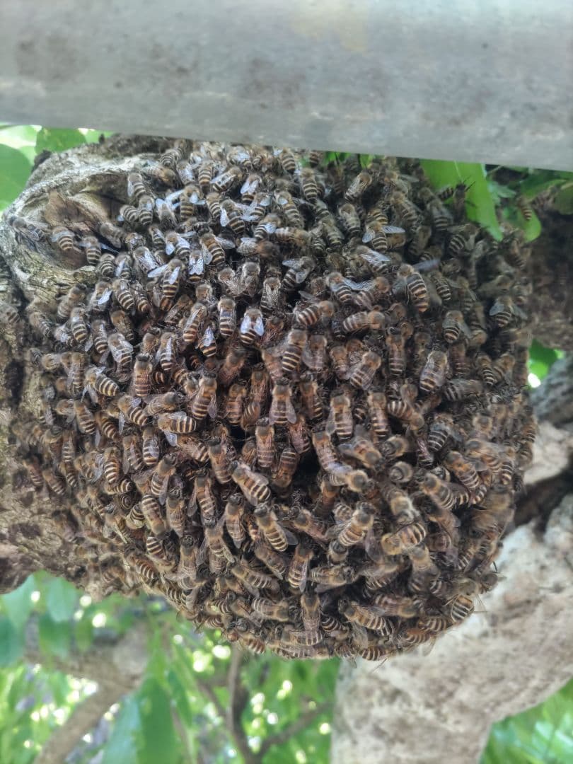 純粋はちみつ　百花蜜（１年熟成物）　550ｇ✕4本（2.2kg）