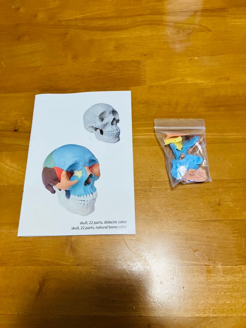 解剖学用分解可能頭部模型