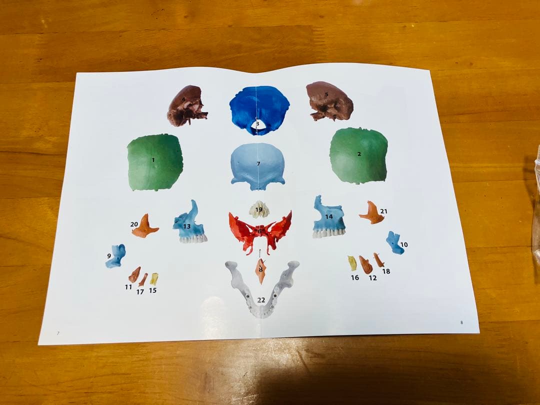 解剖学用分解可能頭部模型