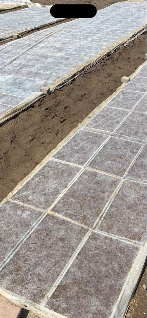 令和7年　埼玉県産　彩のきずな　白米10キロ