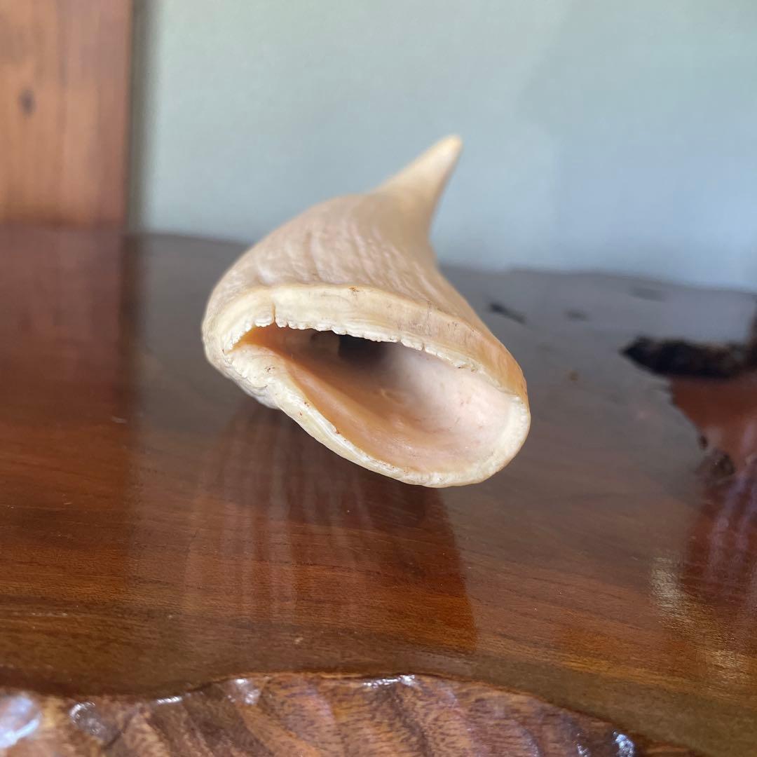 鯨の歯 約20cm 約440g クジラの歯