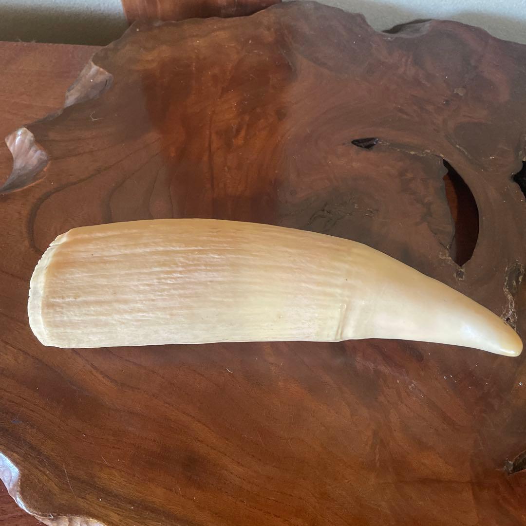 鯨の歯 約20cm 約440g クジラの歯