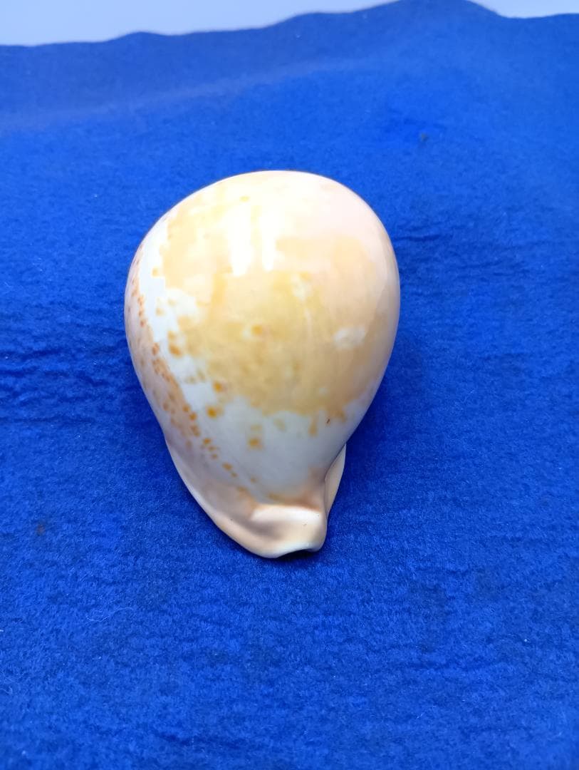 貝標本ウスアカネダカラ