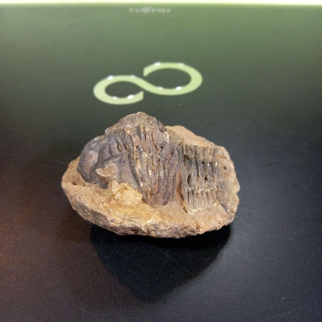 三葉虫　化石　fossil　ボリビア産　トライロバイト　Fossil番号⑩