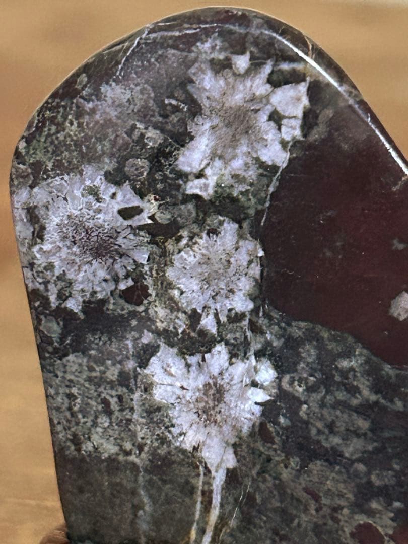 菊花石　菊紋石　根尾菊花石　飾石　天然石　水石　鑑賞石　自然石　原石　鉱物　置物