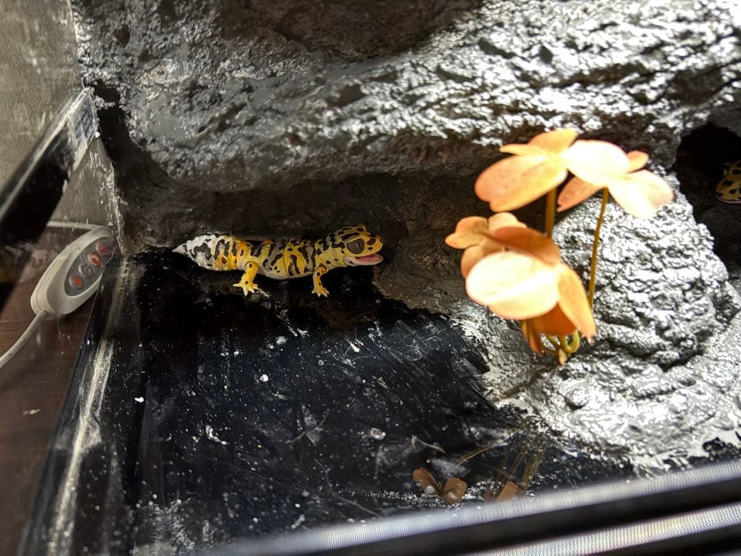 爬虫類ケージ　爬虫類フルレイアウトケージ　パンテオン4535