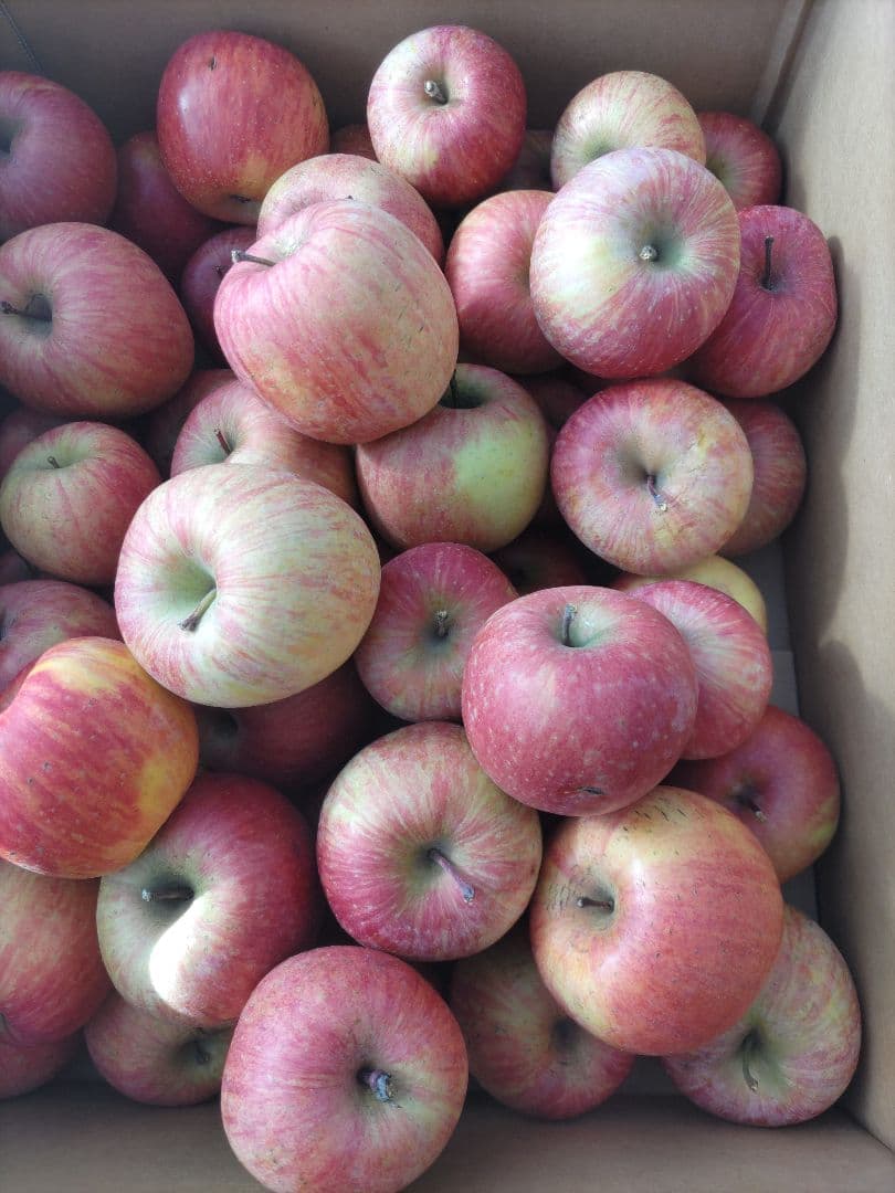 良品 葉取らずサンフジ20kg以上 数量限定 通常価格12500円 劣化防止出荷