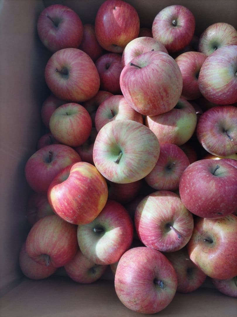 良品 葉取らずサンフジ20kg以上 数量限定 通常価格12500円 劣化防止出荷