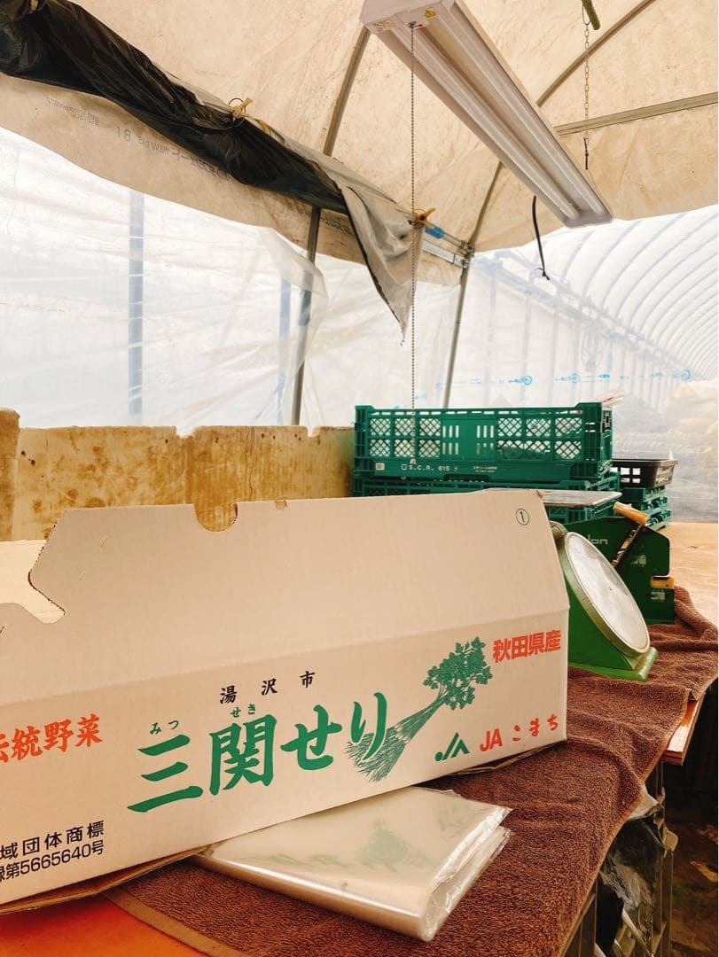 三関セリ　1キロ　秋田県産