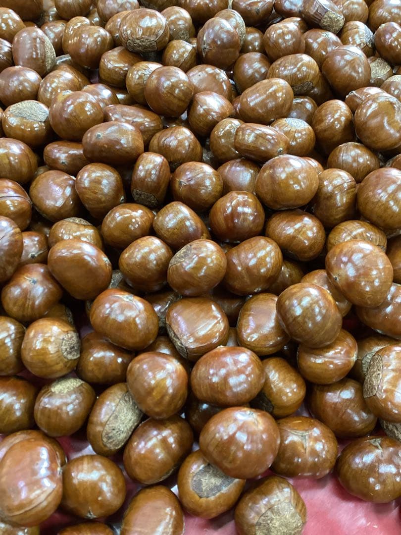 【Ｍ】　ビックサイズ‼️焼きたて‼️天津甘栗5キロ入り