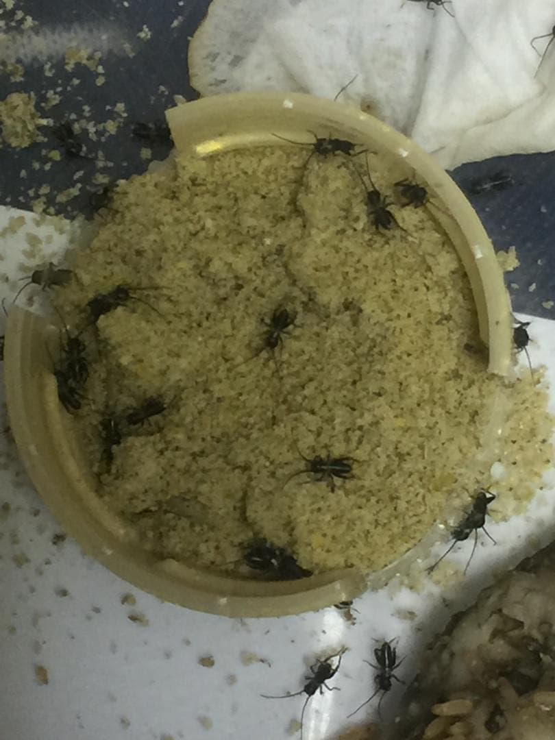 【全国送料無料】 ぬ～とりフード 約10kｇ(500g×20袋)