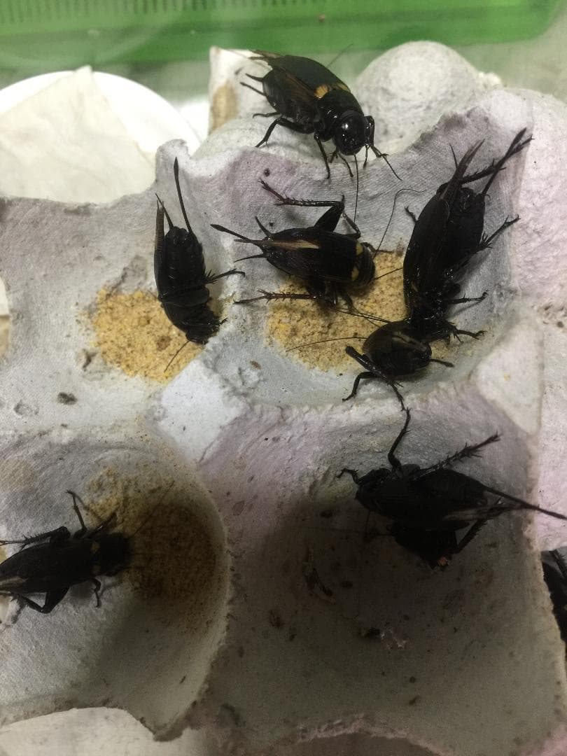 【全国送料無料】 ぬ～とりフード 約10kｇ(500g×20袋)