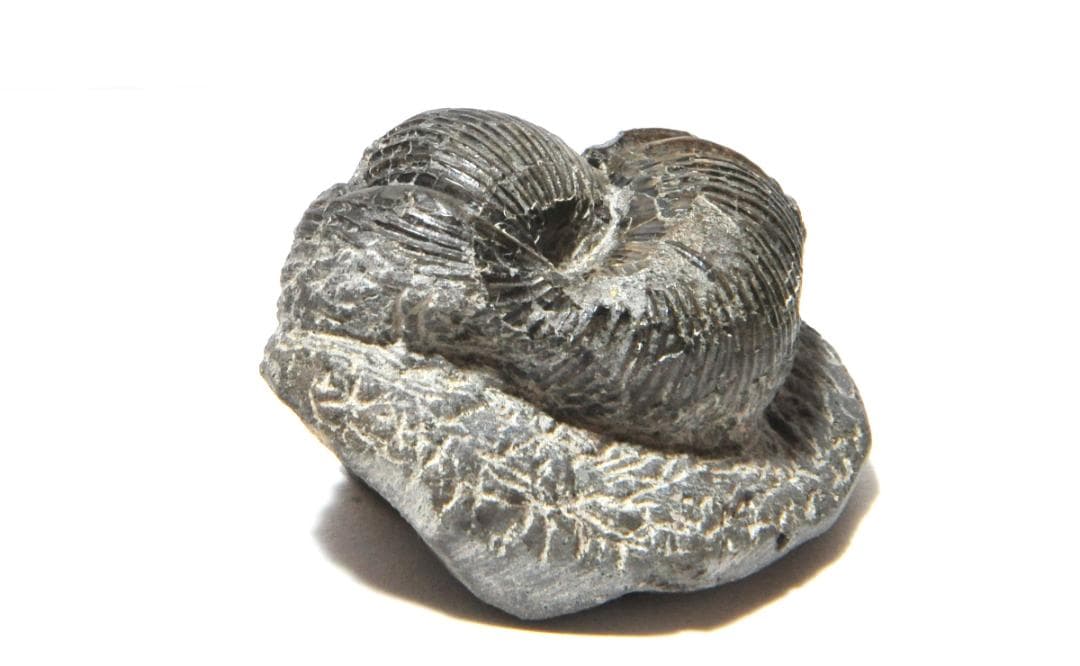 ｋｉｍｉｏ　化石ユウボストリセラスとムラモトセラス