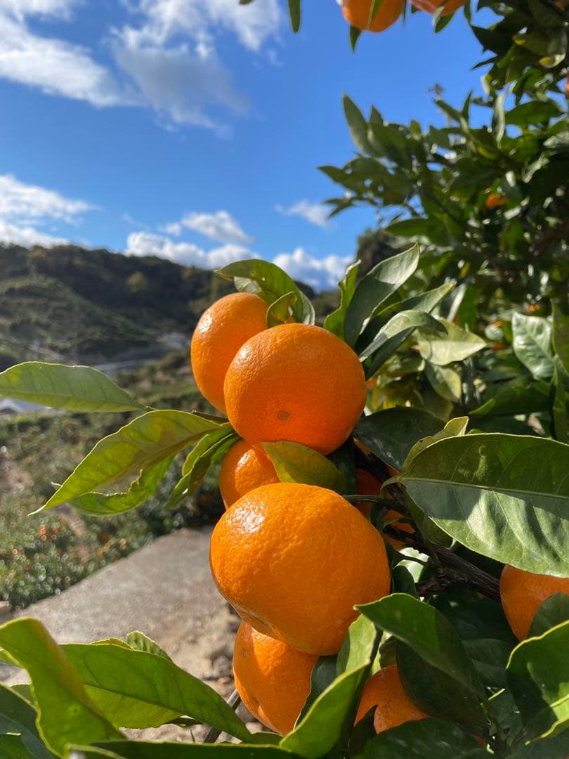 有田みかん　中生みかん　10キロ　5キロ✖️2個