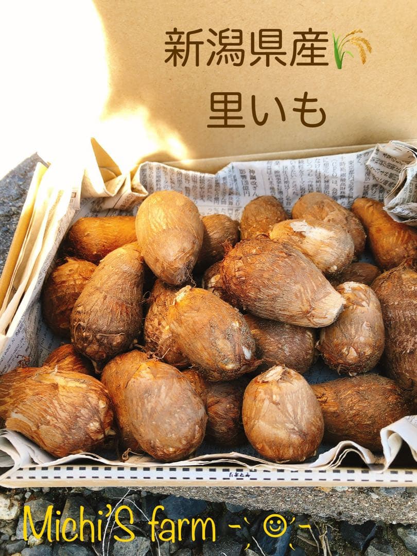 ゆめの10kg 里芋✩.*˚新潟県胎内市砂丘地産