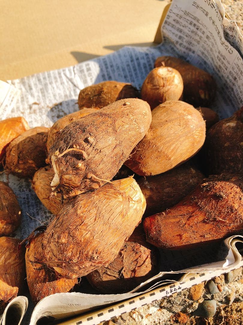 ゆめの10kg 里芋✩.*˚新潟県胎内市砂丘地産