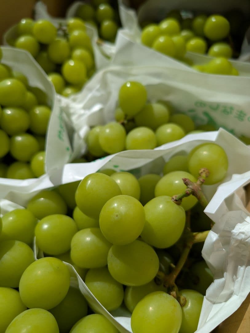 山梨県産ぶどう　シャインマスカット　9房入り　箱込み約5,5kg