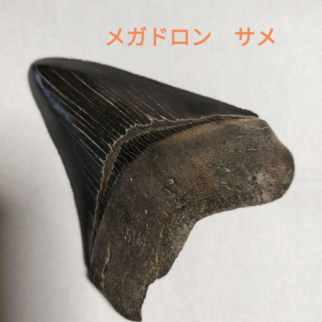 メガドロン　化石　歯　標本　鉱物